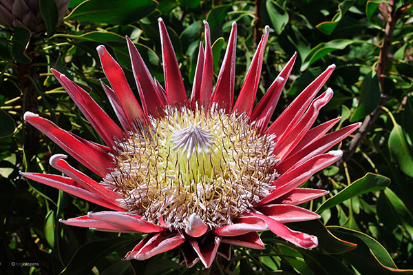 King Protea